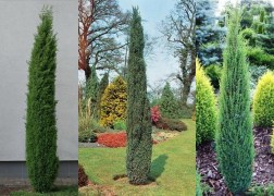 Juniperus communis sentinel / Sentinel boróka